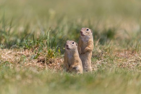 Two European ground squirrels (Spermophilus citellus) or European souslik standing erected in front