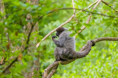 A common woolly monkey, brown woolly monkey, or Humboldt's woolly monkey (Lagothrix lagothricha)
