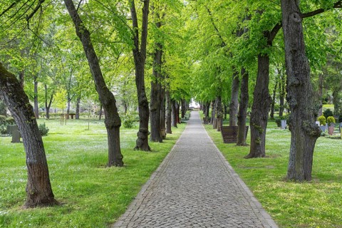 Linden avenue (Tilia) at the Trinitatisfriedhof in Riesa, Saxony, Germany, Europe