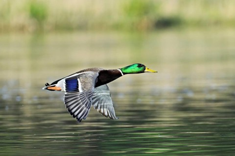 Mallard (Anas platyrhynchos), drake in flight, Switzerland, Europe