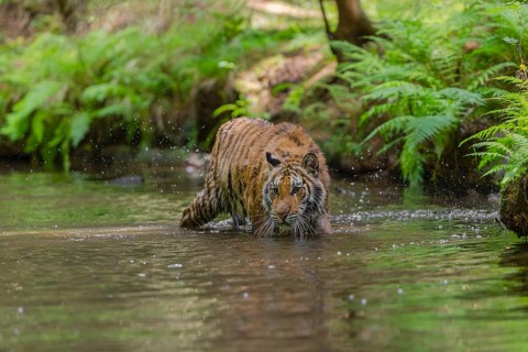 One young female Siberian Tiger, Panthera tigris altaica, walking thru the cool fresh water of a