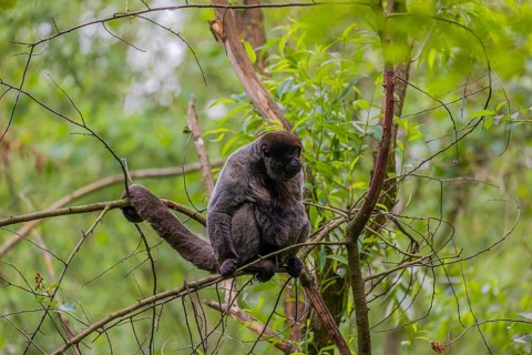 A common woolly monkey, brown woolly monkey, or Humboldt's woolly monkey (Lagothrix lagothricha)
