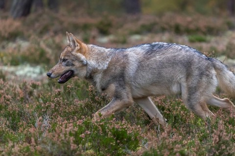 One young male eurasian gray wolf (Canis lupus lupus) running thru a forest with rocks and heather.