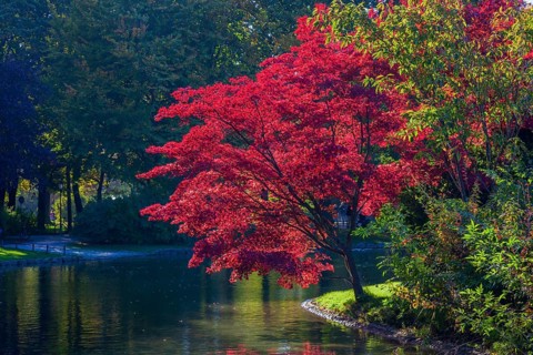 Prunus serrulata or Japanese cherry in autumn. Englischer Garten Munich