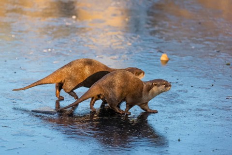 Two oriental small-clawed otter or Asian small-clawed otter (Aonyx cinerea), walk on the ice of a