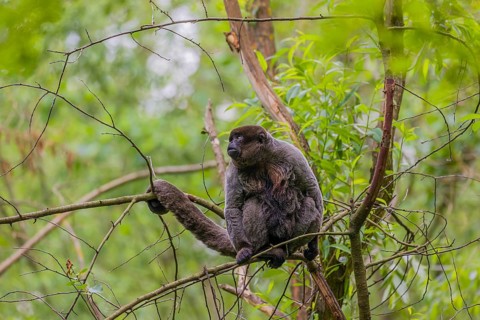 A common woolly monkey, brown woolly monkey, or Humboldt's woolly monkey (Lagothrix lagothricha)