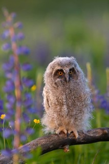One young long-eared owl (Asio otus), sitting on a branch that is lying in a field of flowering