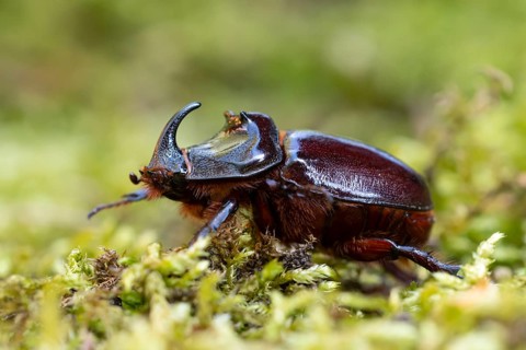 Rhinoceros beetle (Oryctes nasicornis), male, Oberhausen, Ruhr area, North Rhine-Westphalia,
