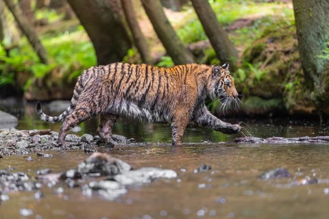 One young female Siberian Tiger, Panthera tigris altaica, walking thru the cool fresh water of a