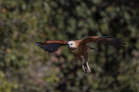 Fish hawk (Busarellus nigricollis), approaching prey, Pantanal, Brazil, South America