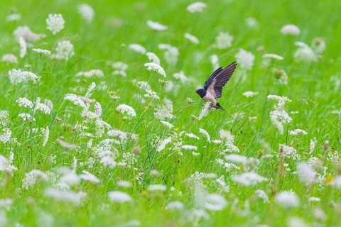 Barn Swallow (Hirundo rustica), adult bird in flight, landing upon a Wild Carrot plant, in a meadow