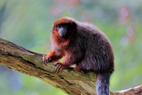 Coppery titi (Plecturocebus cupreus, Syn.: Callicebus cupreus), adult, alert, tree trunk, South