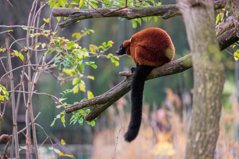 A Red-ruffed lemur, Varecia rubra, sits on the branch of a tree