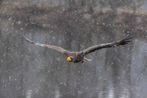 One young Steller's sea eagle (Haliaeetus pelagicus) flying over a lake while snow is falling. A