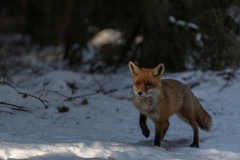 One red fox, Vulpes vulpes, running thru the snow covered undergrowth of a forest