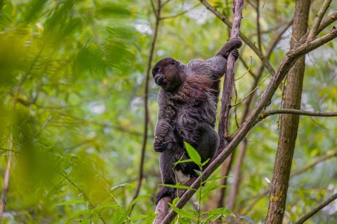 A common woolly monkey, brown woolly monkey, or Humboldt's woolly monkey (3) (Lagothrix
