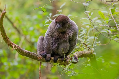 A common woolly monkey, brown woolly monkey, or Humboldt's woolly monkey (3) (Lagothrix