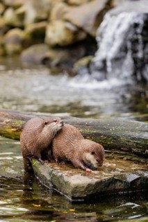 Two oriental small-clawed otter or Asian small-clawed otter (Aonyx cinerea), lying on a rock