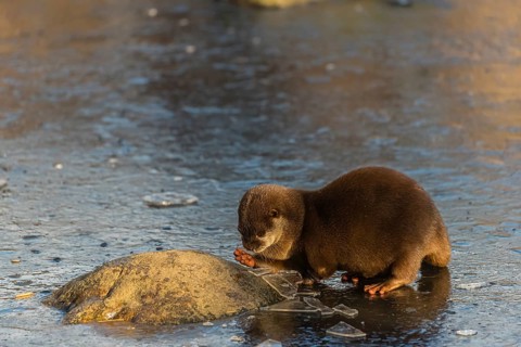 One oriental small-clawed otter or Asian small-clawed otter (Aonyx cinerea), plays with a small