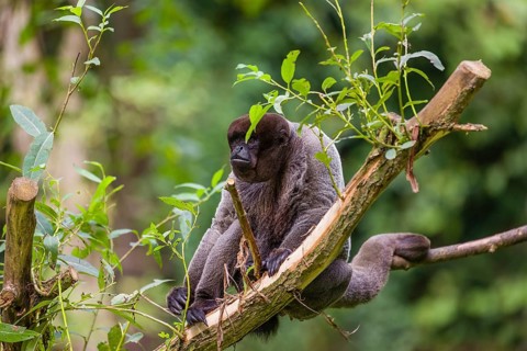 A common woolly monkey, brown woolly monkey, or Humboldt's woolly monkey (3) (Lagothrix