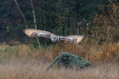 One Siberian Eagle Owl (Bubo bubo sibiricus) flying over tall reed grass lakeshore on an autumnal