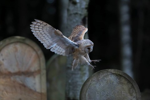 One barn owl (Tyto alba) flying on a historic graveyard in a forest between the gravestones. Green