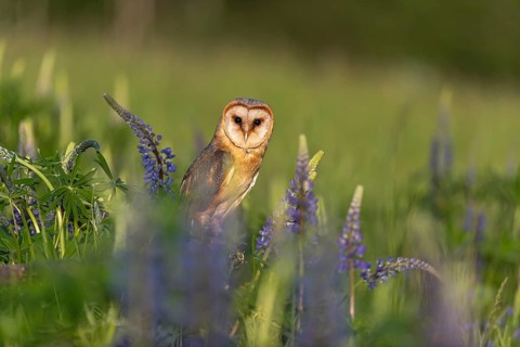 One barn owl (Tyto alba) sitting on a branch lying in a field of flowering lupines in late evening