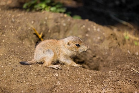 A black-tailed prairie dog cub (2 weeks old) (Cynomys ludovicianus) sits close to his den on sandy