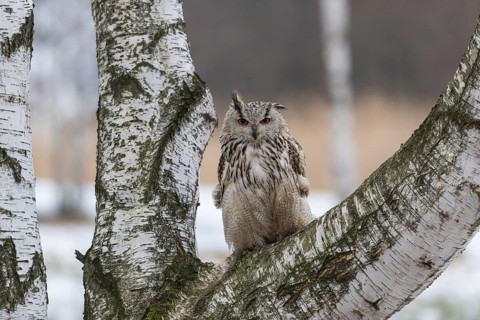 One Siberian Eagle Owl (Bubo bubo sibiricus) sitting on a branch of a birch tree