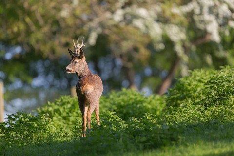 One male Roe Deer, Roe buck (Capreolus capreolus), standing in a thicket of stinging nettle. Some