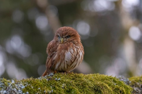 One East Brazilian pygmy owl (Glaucidium minutissimum), also known as least pygmy-owl or Sick's