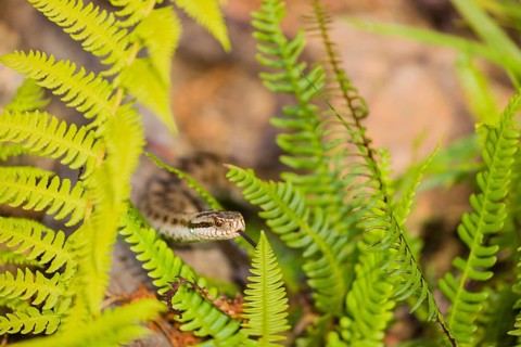 One Vipera berus, the common European adder or common European viper, creeps over rocks and hides