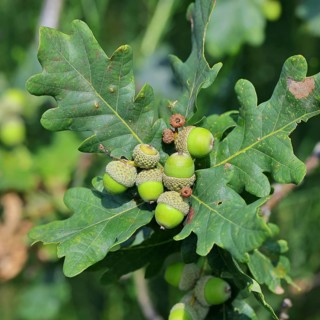 Acorns and leaves of sessile oak (Quercus sessiliflora), Wilnsdorf, North Rhine-Westphalia,
