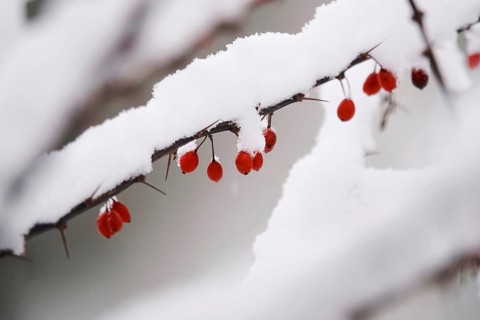 Barberry with snow, winter, Germany, Europe