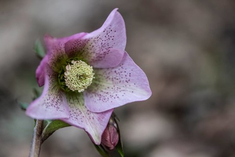 Lenzrose (Helleborus orientalis hybrid), Emsland, Lower Saxony, Germany, Europe
