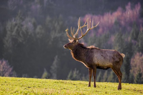 An Altai maral stag, Altai wapiti or Altai elk (Cervus canadensis sibiricus) stands in a meadow in