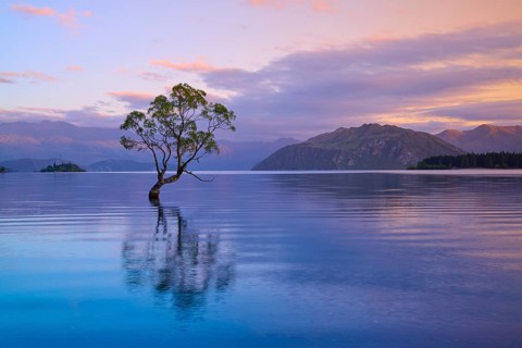 A tree reflected in a lake surrounded by mountains at dusk, summer, Lake Wanaka, Wanaka, Otago,