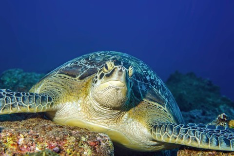 Portrait Portrait of large specimen of Green turtle (Chelonia mydas) Green turtle lying on reef
