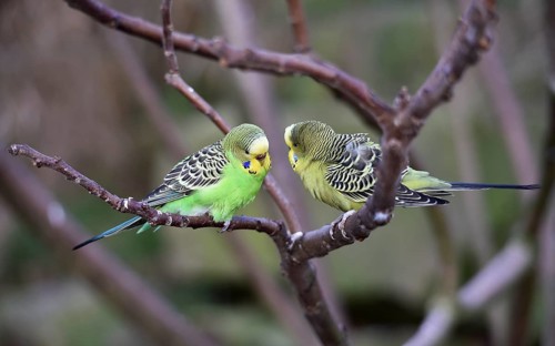 Budgerigars (Melopsittacus undulatus) in the branches