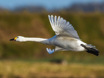 Tundra Swan, Bewick's Swan, Cygnus columbianus in flight at winter in Slimbridge, England, United