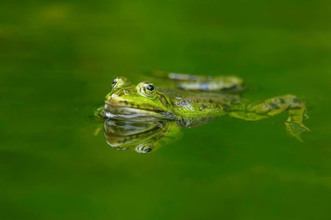 Edible frog (Pelophylax esculentus) in a little lake in the water, Bavaria, Germany, Europe