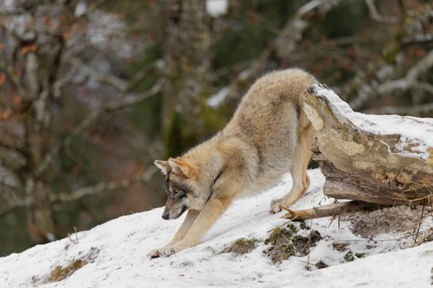 A young grey wolf (Canis lupus lupus) stretches out on the sloping, snow-covered meadow on a cold,