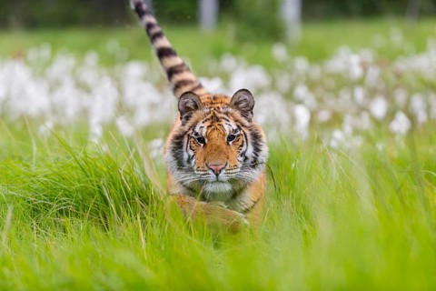 One young female Siberian Tiger, Panthera tigris altaica, running thru tall fresh cottongrass.