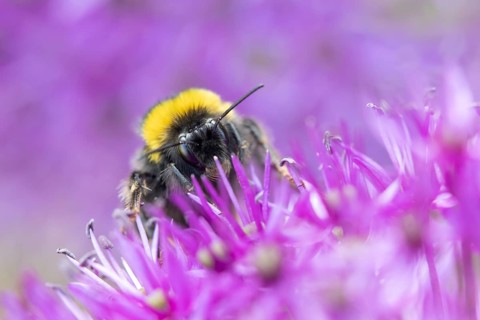 Buff tailed bumblebee (Bombus terrestris) adult bee on a purple Allium flower in an urban garden in