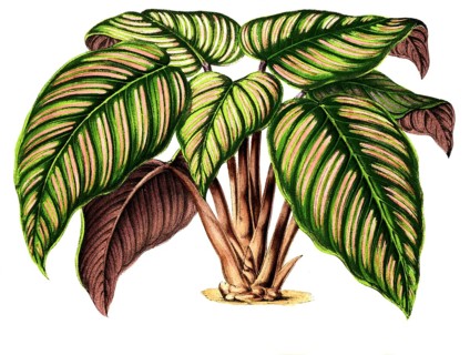 Maranta regalis, arrowroot, family Marantaceae, distribution Brazil, plant and flower, digitally