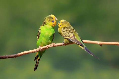 Budgerigar (Melopsittacus undulatus), adult, pair, male, female, two, in perch, courtship, social