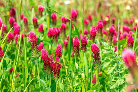Incarnate clover (Trifolium incarnatum) in flower, Saxony, Germany, Europe