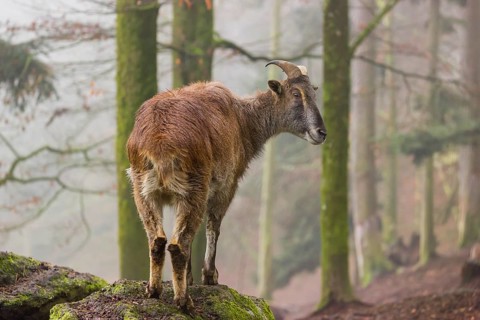 A female Himalayan Tahr (Hemitragus jemlahicus) stands in the forest on a foggy day