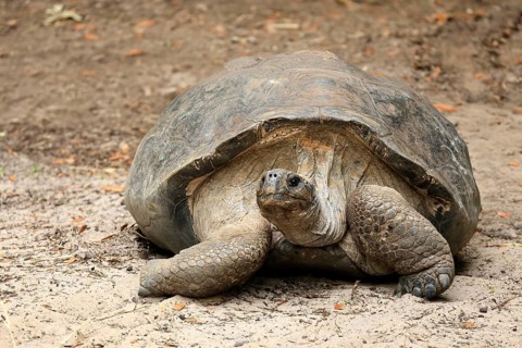 Galapagos giant tortoise (Chelonoidis niger), adult, foraging, captive, Galapagos Islands, Ecuador,