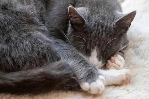 Sleeping cat, Mecklenburg-Western Pomerania, Germany, Europe
